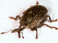 Ceutorhynchus alliariae